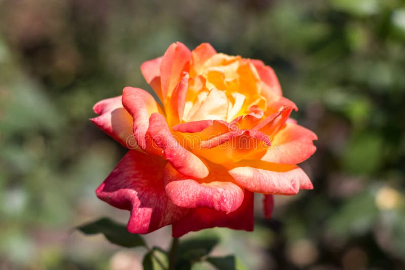 Orange, red rose flower stock image. Image of flowers - 74701949