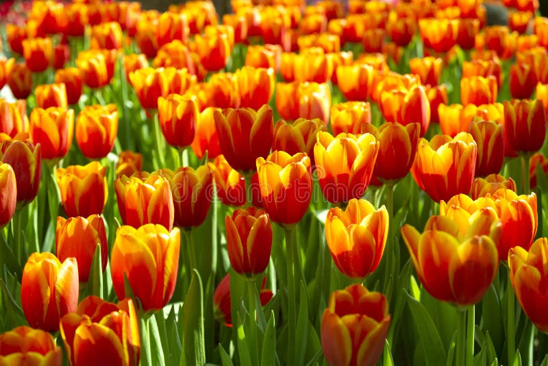 Orange-red Tulips in the Spring Garden Stock Image - Image of plant ...