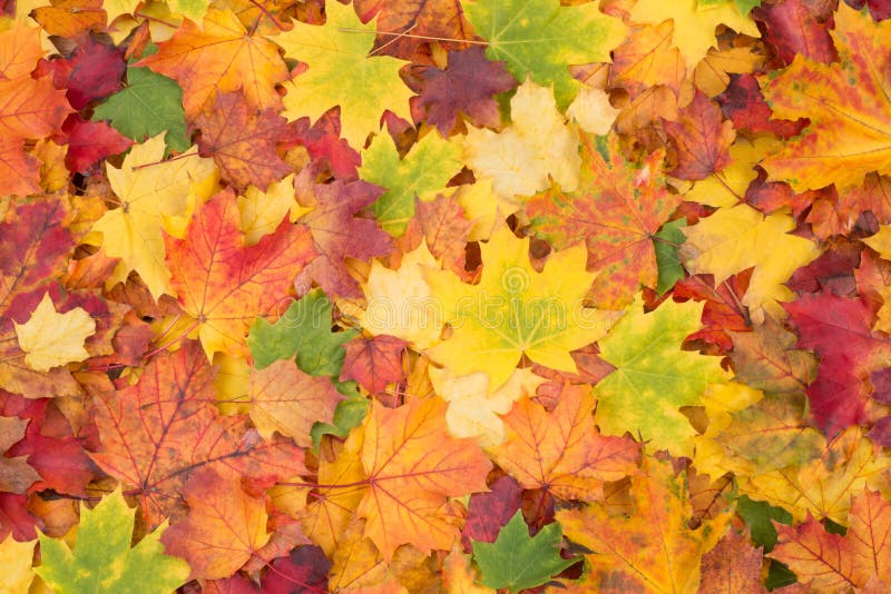 Orange, red, yellow and green maple leaves fall background