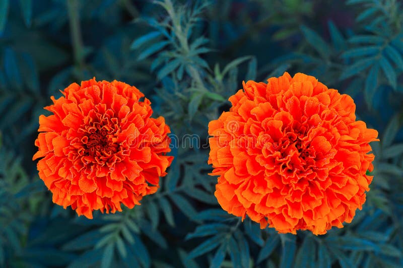Orange ringblomma, Pune arkivfoto Orange ringblomma, Pune arkivfoto