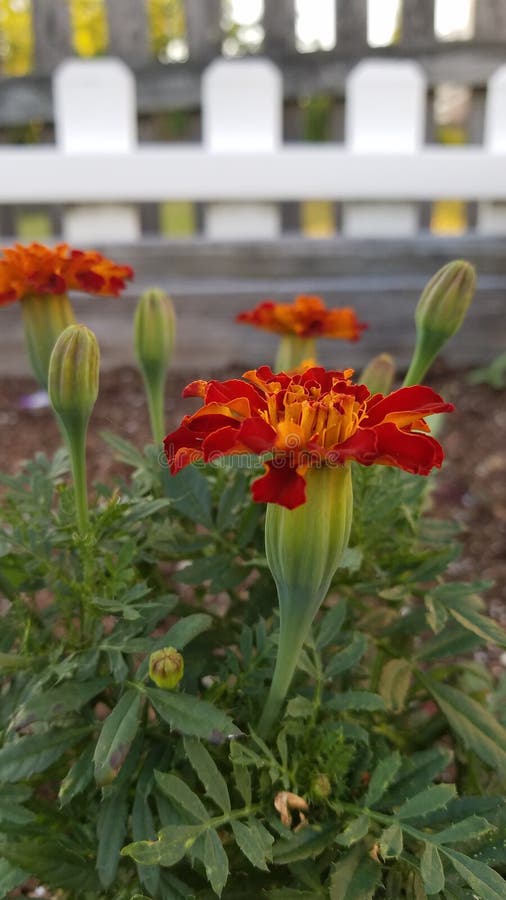 Orange ringblommar royaltyfria foton Orange ringblommar royaltyfria foton
