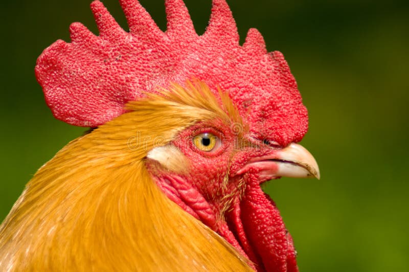 Orange rooster stock photo. Image of chicken, orange, agrarian 7382656