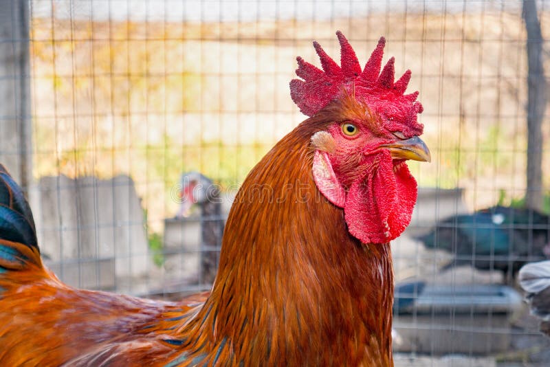 Orange rooster close up stock photo. Image of bird, bright 139960714