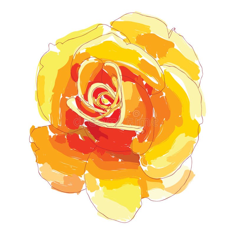 Orange rose