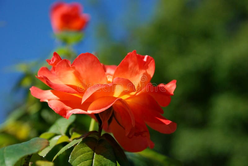 Orange Rose