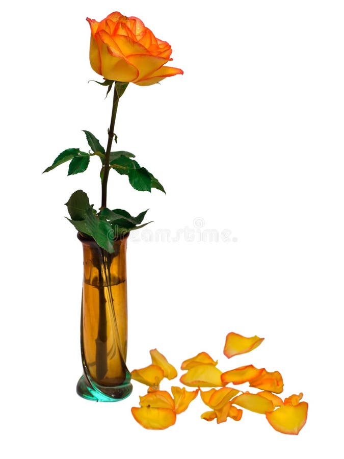 Orange rose