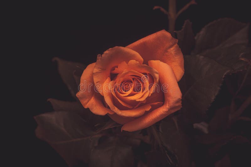 Những bông hoa hồng cam nổi bật trên nền đen bao quanh bởi bóng tối, tạo nên một khung cảnh vô cùng đẹp mắt và nổi bật.