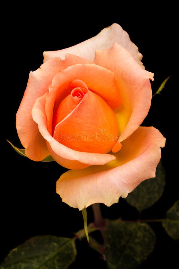Orange Rose on Black Background Stock Image Image of black, flower 60858405