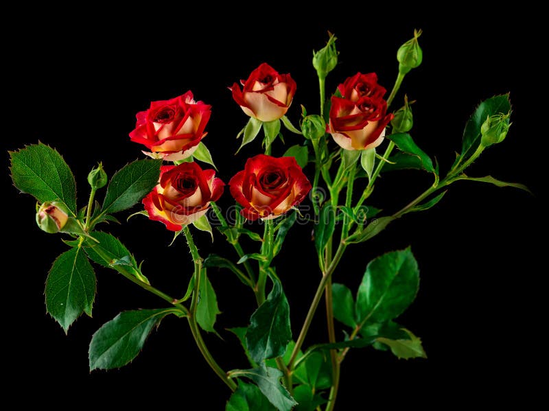 Orange Rose on Black Background Stock Image Image of natural, petal 185256283