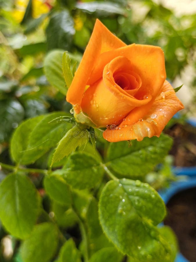 Orange Rose Blooming after Rain with Raindrops on it. Stock Image