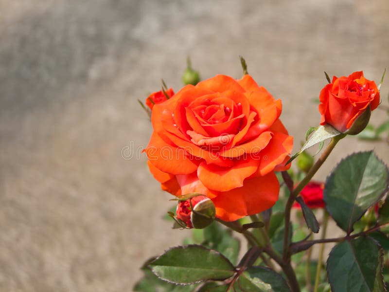 Orange rose bush. stock photo. Image of rosaceae, leaves 32989246