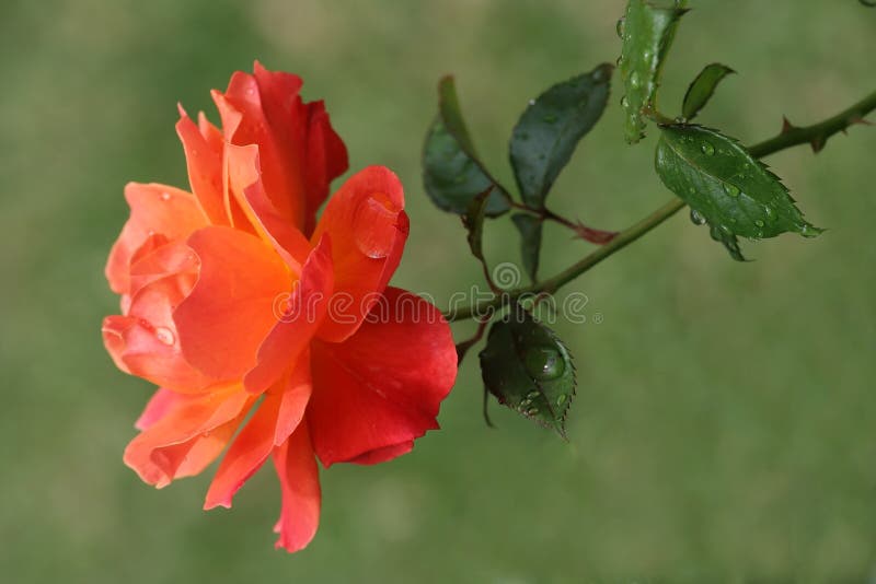 Orange Rose Flower stock photo Orange Rose Flower stock photo