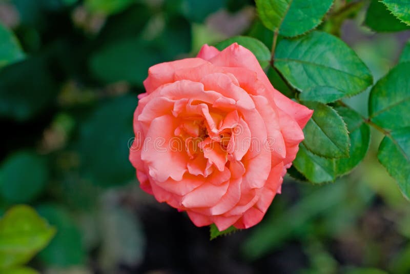 Orange Rose Flower among Foliage Stock Image - Image of green, nature ...