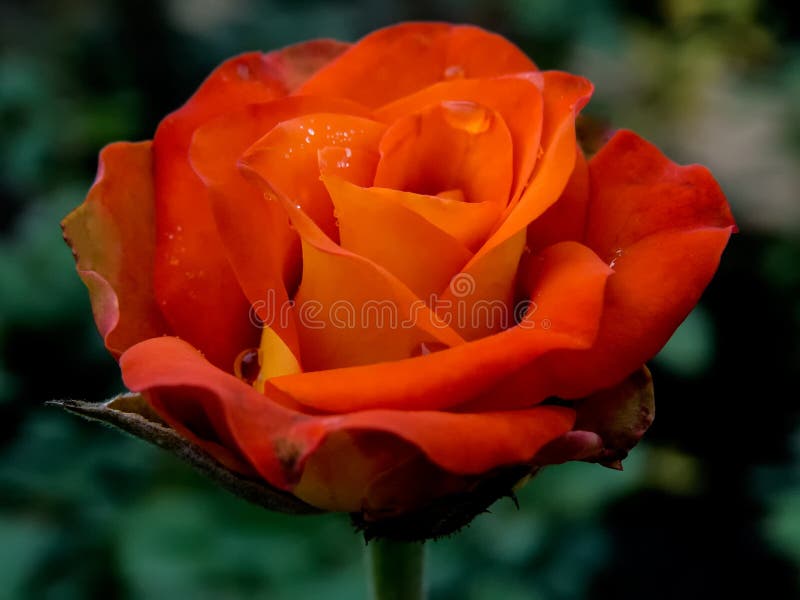 Orange Rose Flower with Water Droplets royalty free stock photos Orange Rose Flower with Water Droplets royalty free stock photos