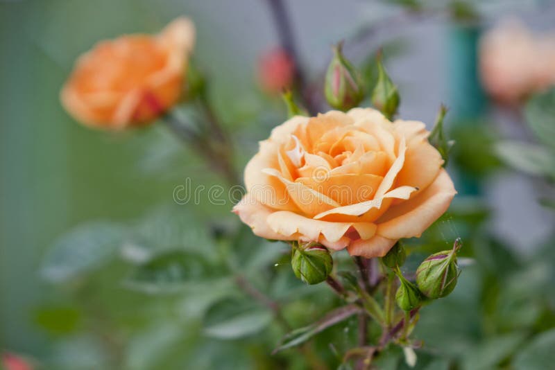 Orange rose flowers on bush