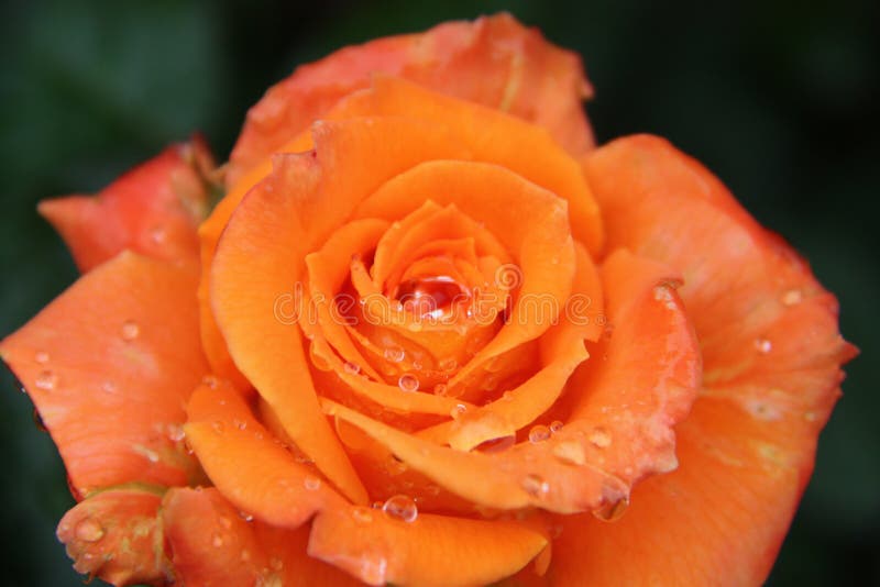 Orange, Rose, Garden Roses, Flower Picture. Image 111488750