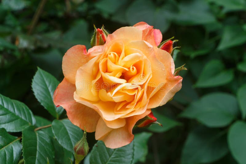 Orange rose in a garden stock photo. Image of gardening - 149904148