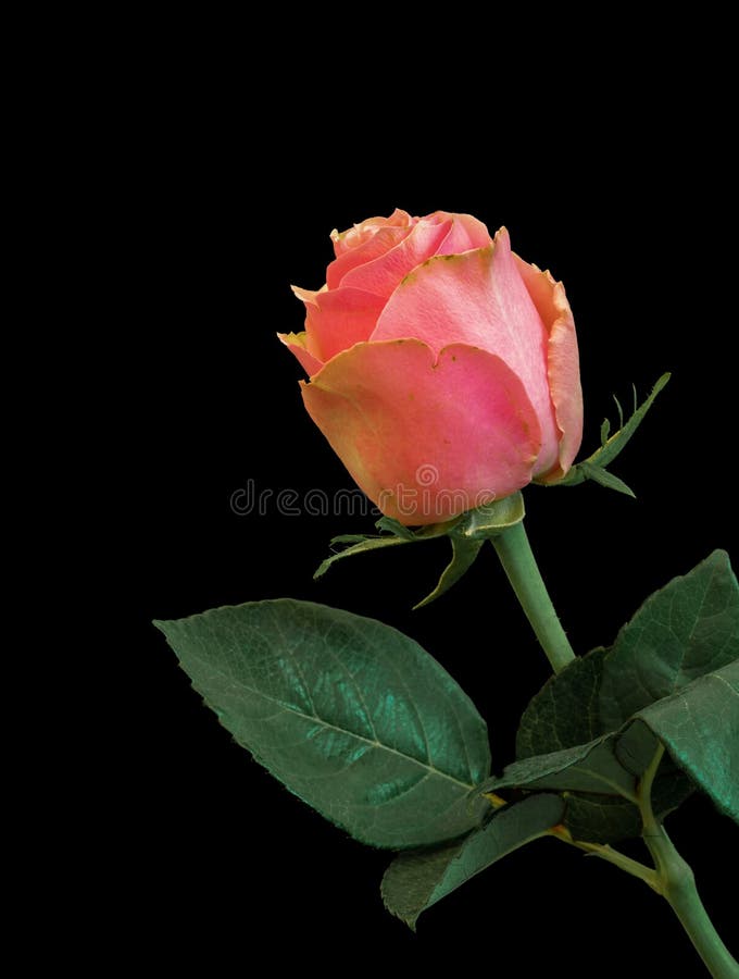 Hoa hồng cam kết hợp lá xanh trên nền đen trông như những bông lửa bùng cháy giữa đêm tối. Bộ sưu tập này đầy tự tin và quyến rũ, gợi lên sự nồng nàn của tình yêu và tình bạn. Cùng xem hình để cảm nhận độ đẹp của sự pha trộn giữa hoa và lá.