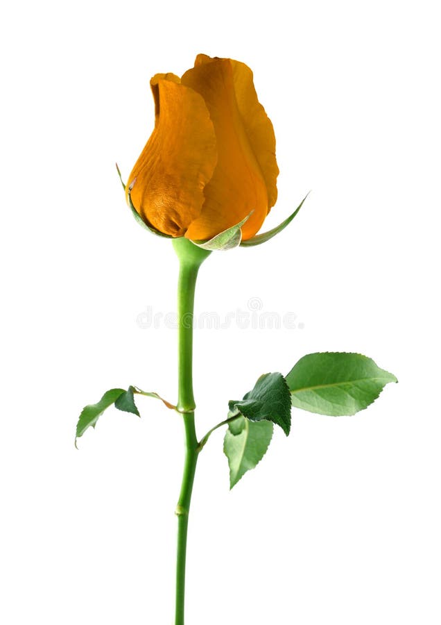 Orange rose isolated on white background.