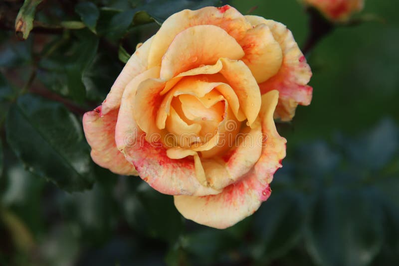 Orange Rose Type Sirius in the Rosarium in Boskoop in the Rosarium in ...