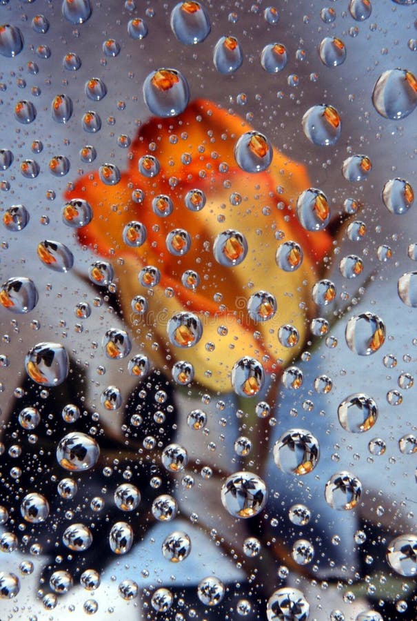 Orange Rose In Water Drops Picture. Image 1933187