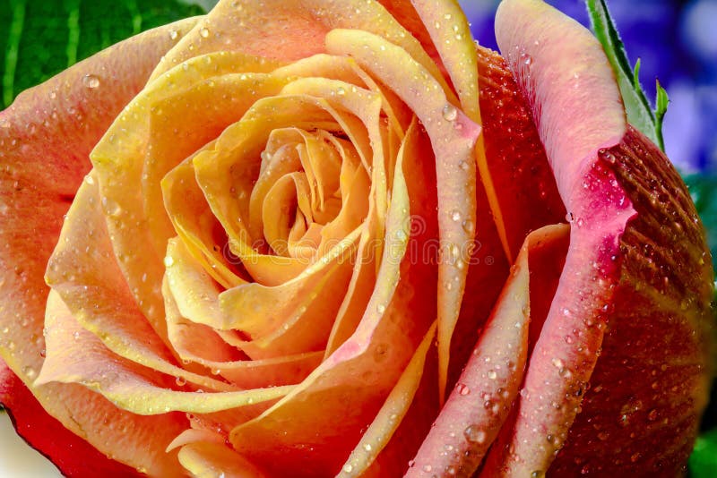 Orange Rose with Water Drops Stock Image Image of petals, raindrop