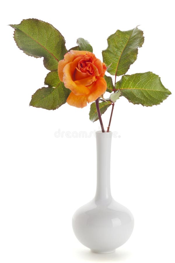 Orange Rose in White Vase Isolated Stock Photo Image of rose, romance