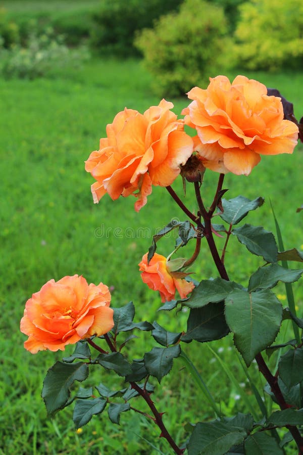 Orange rosebush stockbild. Bild von wiese, nave, feld 31569955