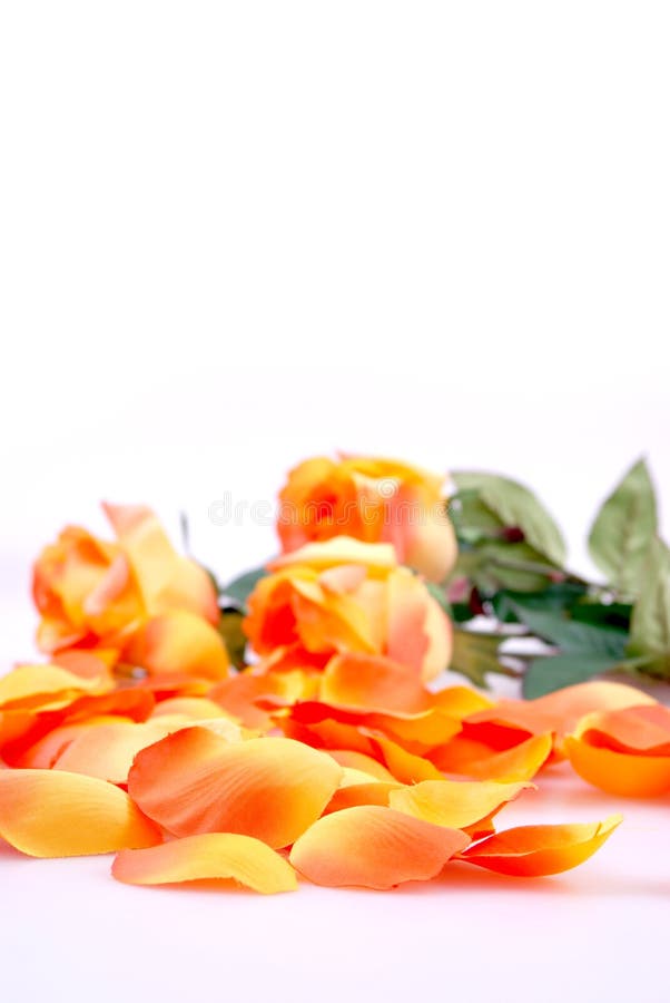 Orange roses