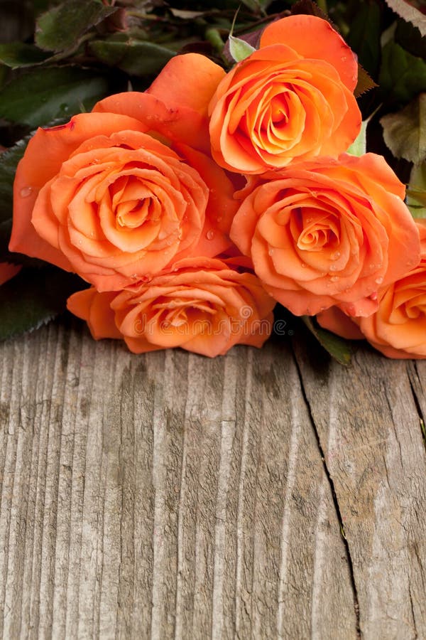 Orange roses stock photo. Image of directly, floral, group 19553652