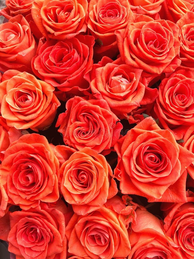 Hoa hồng cam: Với sắc cam tươi tắn, hoa hồng cam khoe sắc rực rỡ và tươi tốt cho mắt. Hãy nhấn vào hình ảnh để chiêm ngưỡng cánh hoa đẹp mê hồn này nhé!