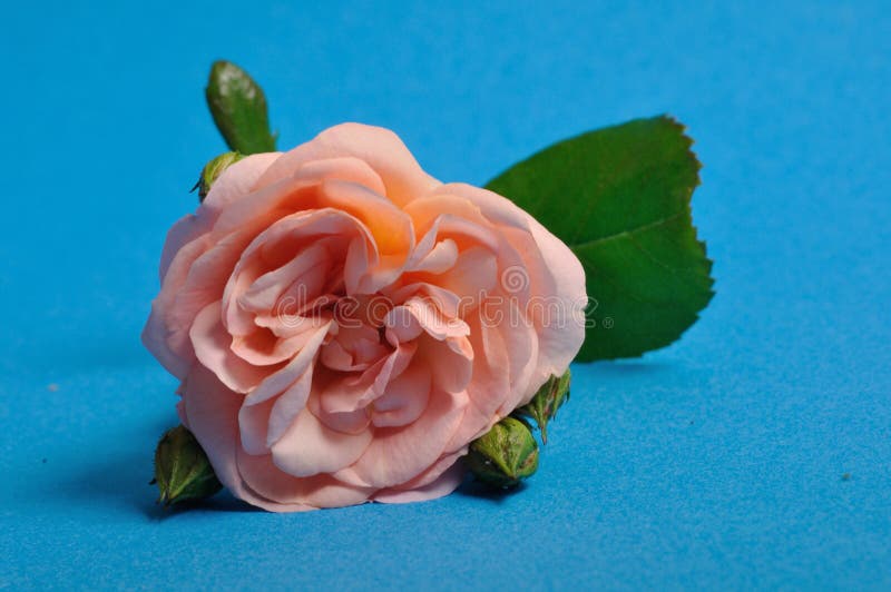 Orange roses on blue stock photo. Image of shot, roses 169950212