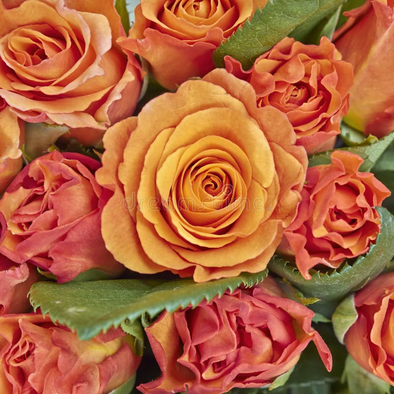 Orange roses closeup
