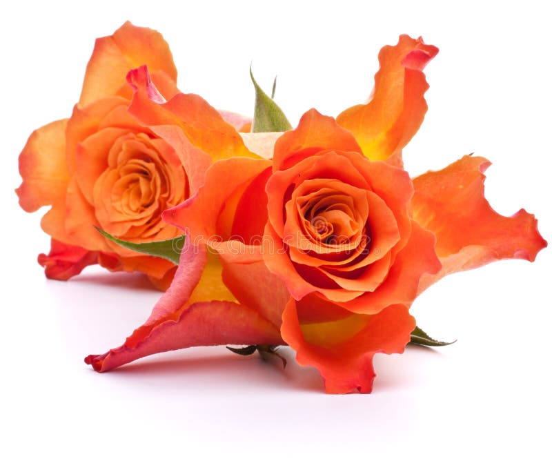 Orange Rose Bouquet in Vase Stock Photo Image of color, beautiful