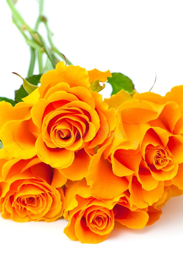 Orange roses over white stock photo. Image of orange 36446036