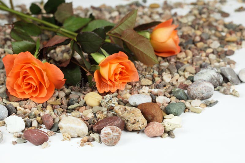 Pebbles and roses stock image. Image of life, fresh, nature 30042289