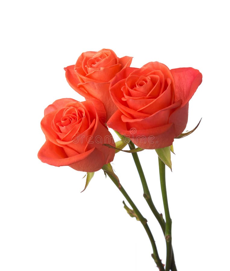 Orange roses