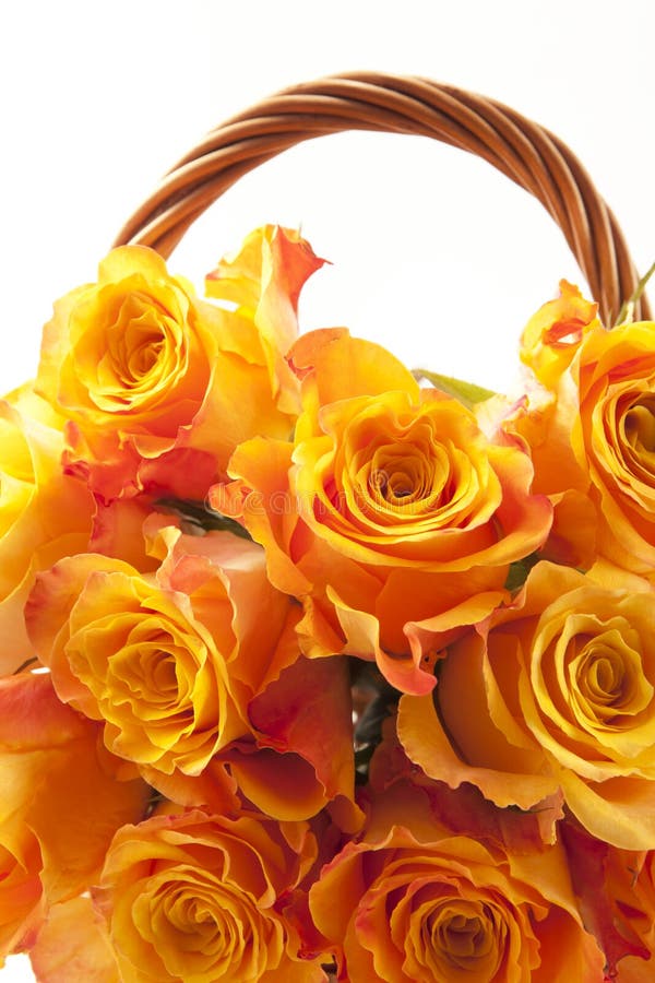 Orange roses stock image. Image of flower, flowering 38858613