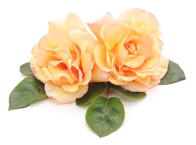Orange roses. stock photo. Image of color, celebration 74147902