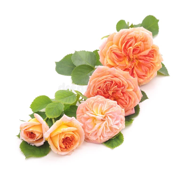 Orange roses. stock photo. Image of nature, birthday 55523826