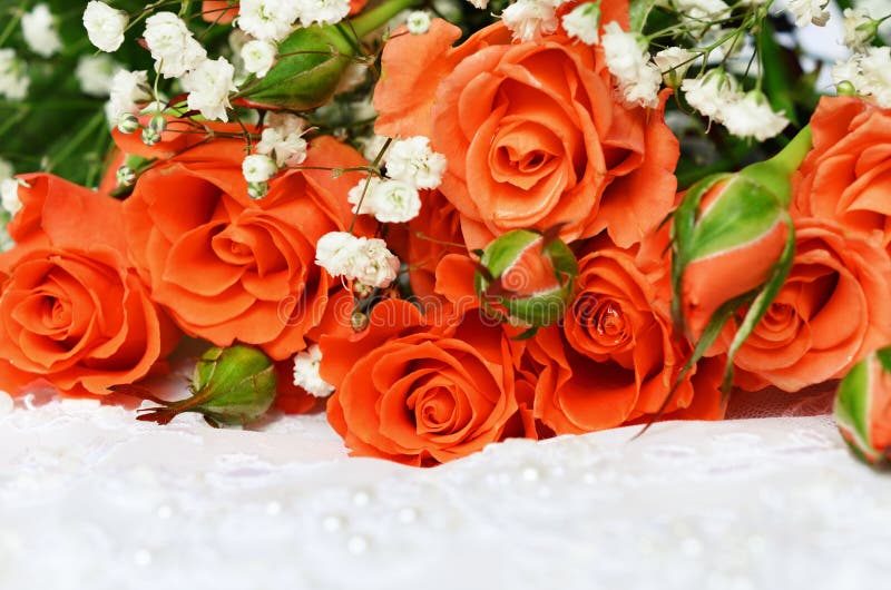 Orange Roses on White Background Stock Photo - Image of luxury ...