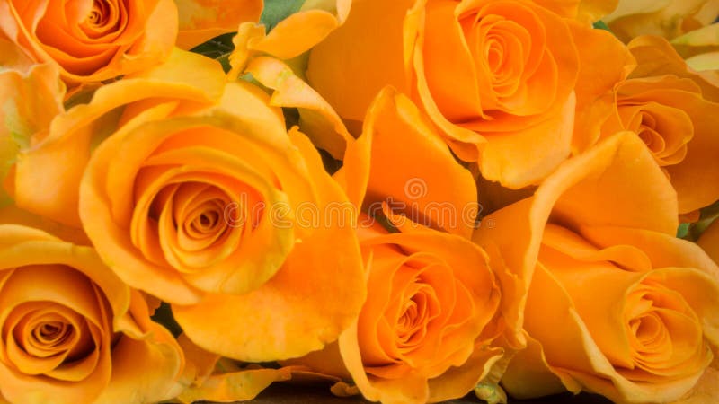 Orange roses on slate, background. Orange roses on slate, background