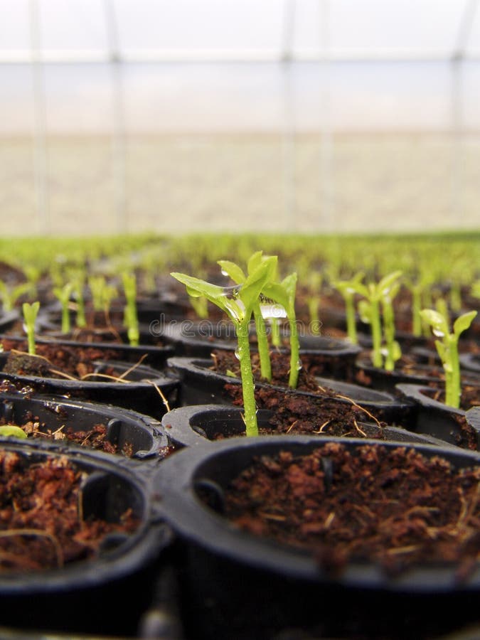 Orange Seedlings In A Nursery Stock Photo Image of cultivate, growing
