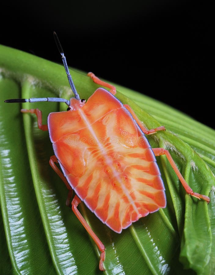 A macro photo taken on an orange bug at a park. A macro photo taken on an orange bug at a park.