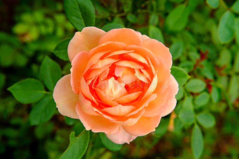 Orange Shrub Rose stock photo. Image of closeup, beautiful 130660522