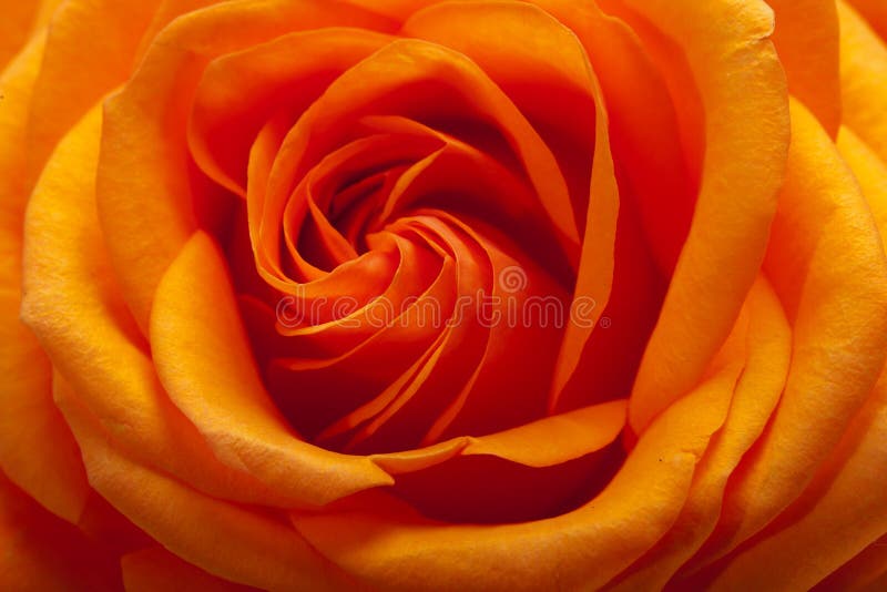 Orange single rose