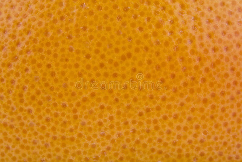The Skin of an Orange on a Black Background Stock Photo Image of