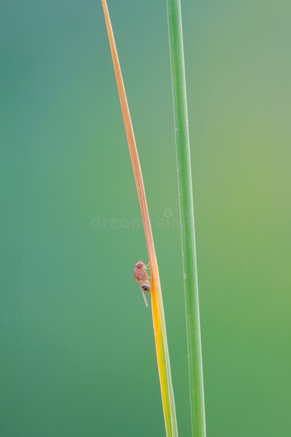 The close-up of a orange fly on grass leaf. The close-up of a orange fly on grass leaf