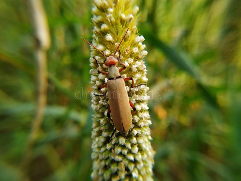 .an Orange Soldier Beetle on a Millet Ear Stock Image Image of small