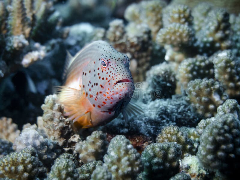 Orange Hawkfish Perches on a Coral at the Bottom of the Indian Ocean ...